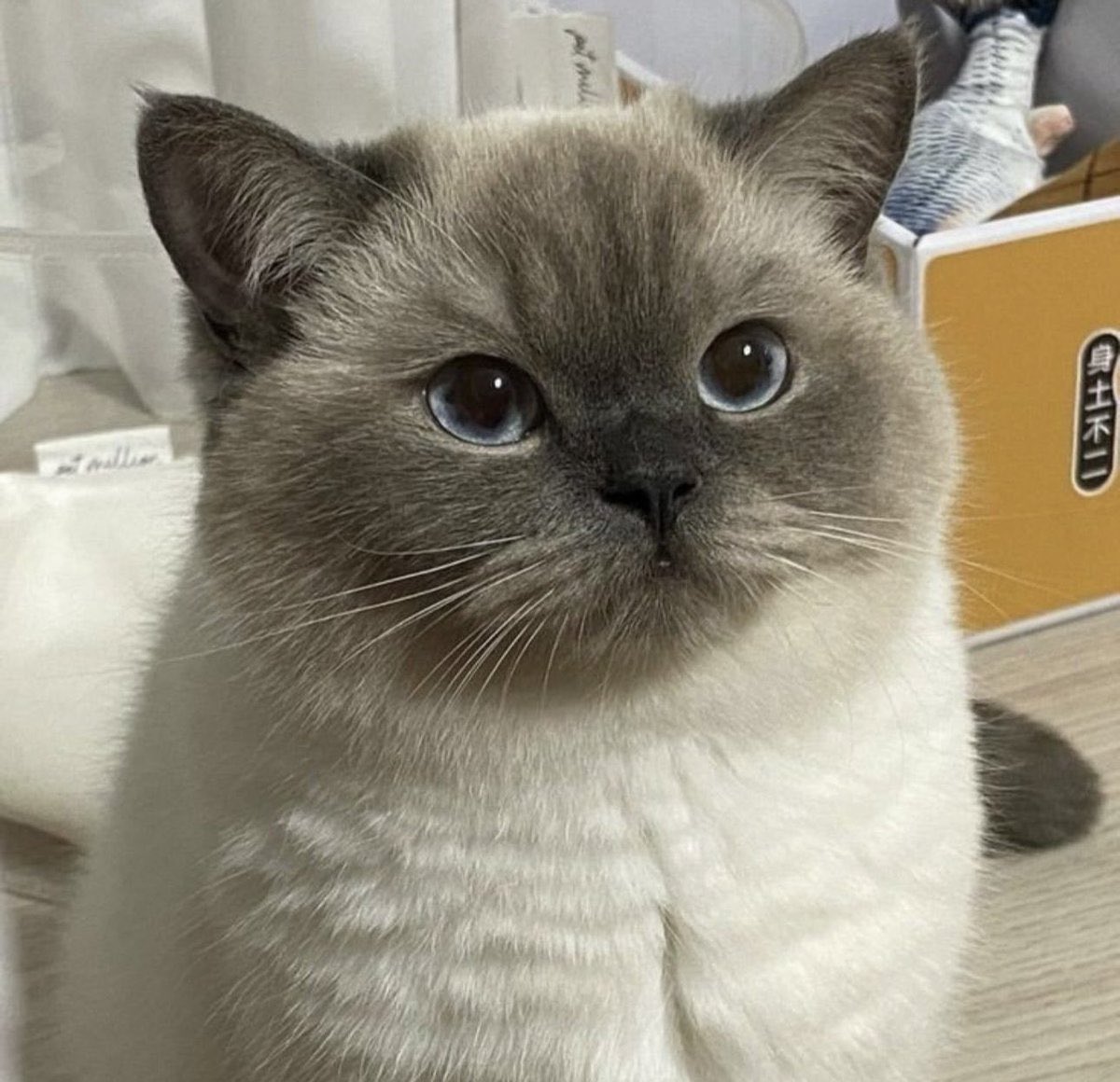 Cat__Auras's tweet image. mood