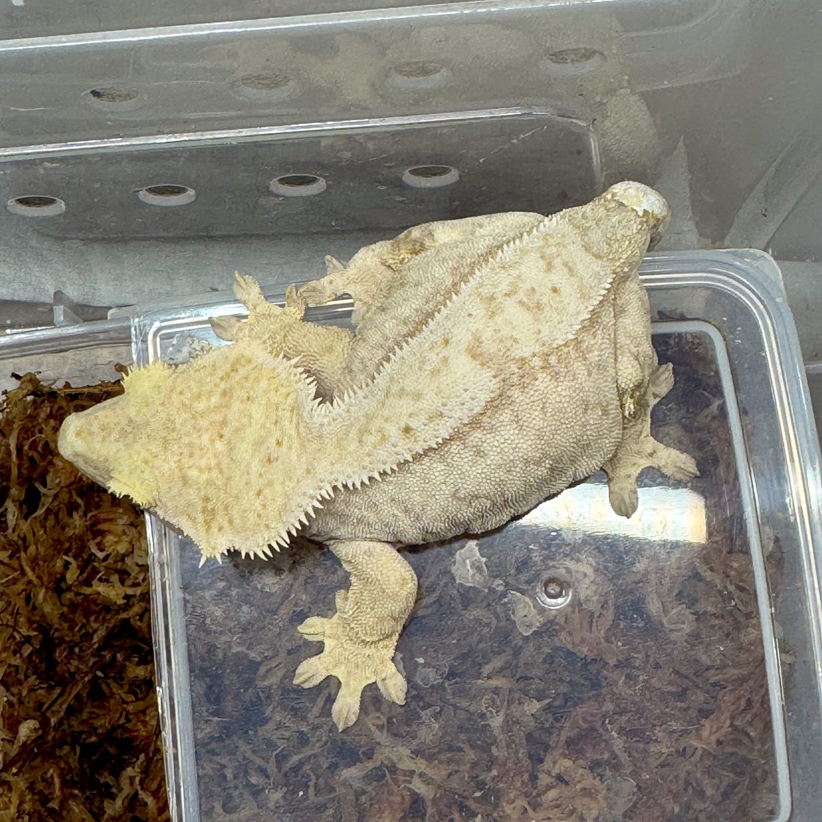 RadEye_reptiles's tweet image. 🐮