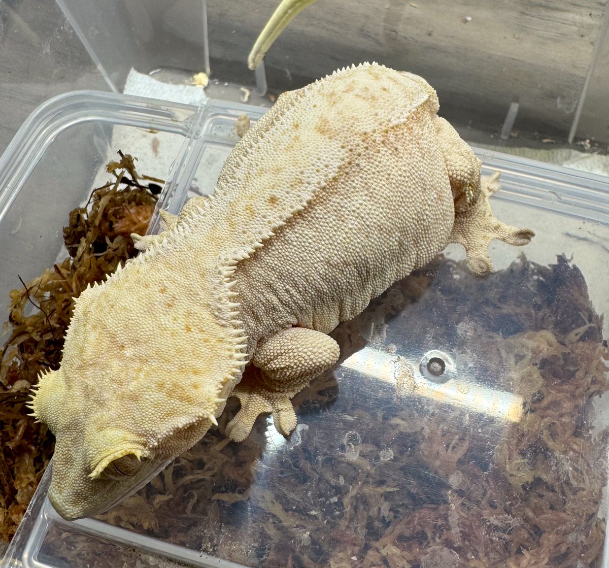 RadEye_reptiles's tweet image. 🐮