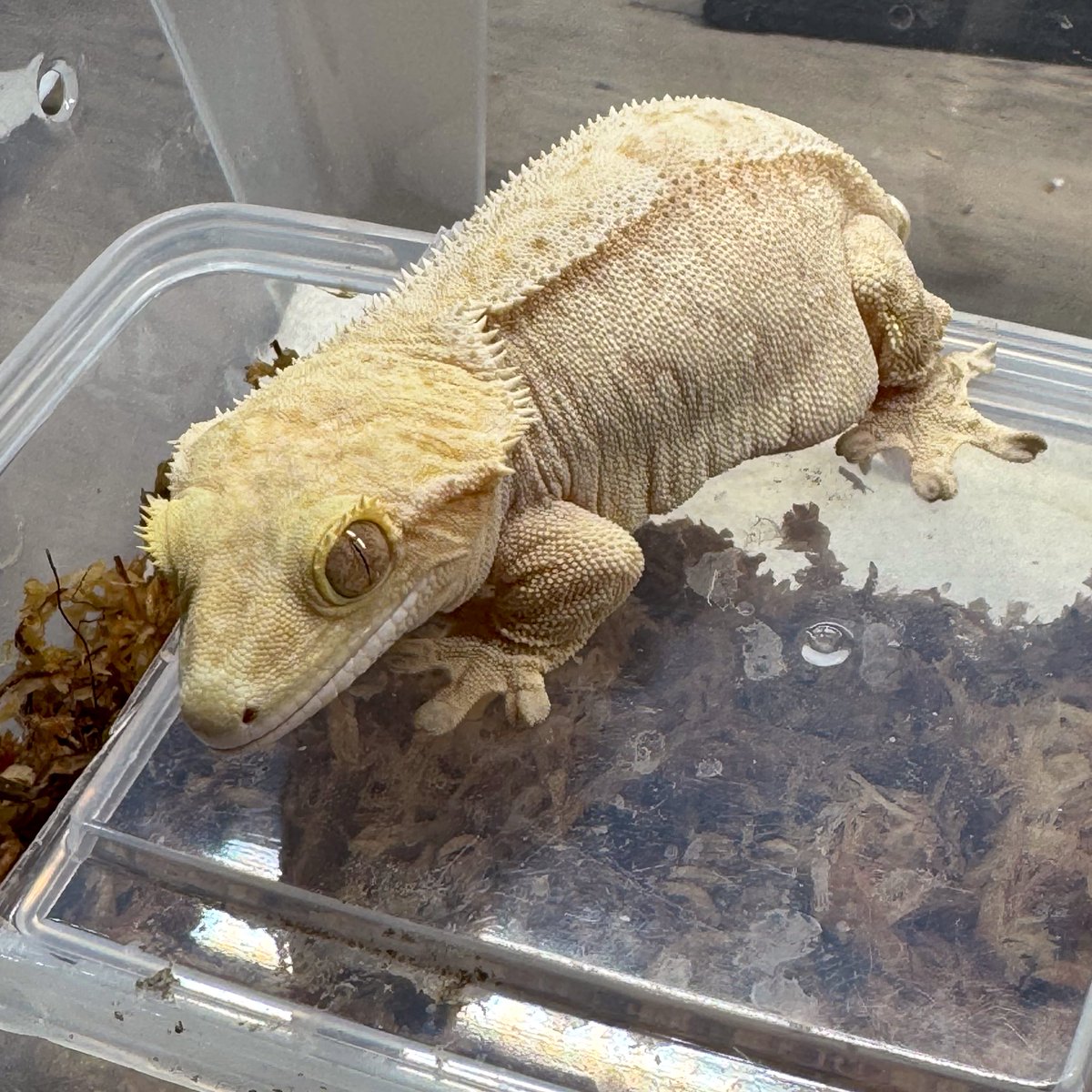 RadEye_reptiles's tweet image. 🐮