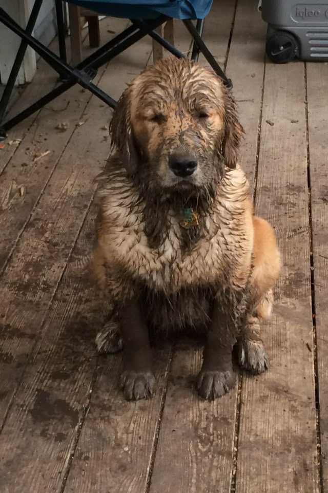 Popularpuppies3's tweet photo. https://t.co/HCVFkSMaEL