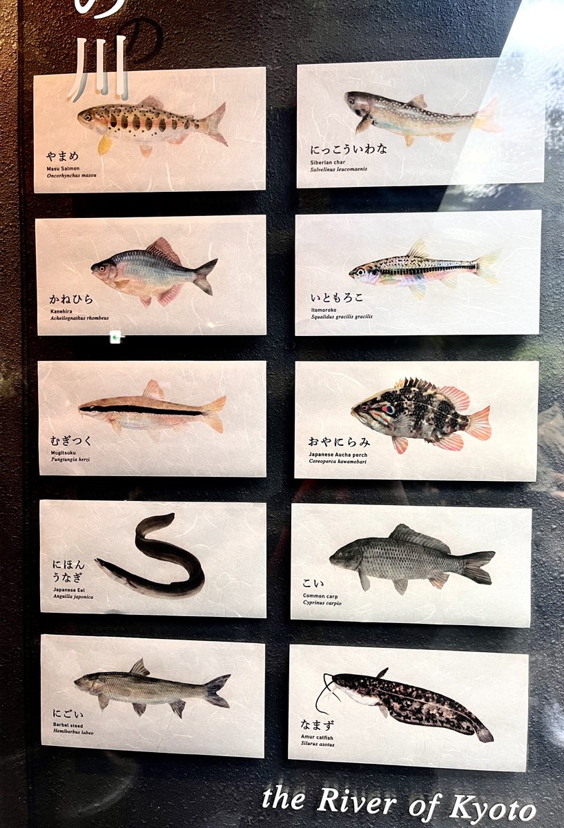 apesh0102's tweet image. 京都水族館のパネルのイラストがめちゃ綺麗。これをポストカードにして売って欲しい…。