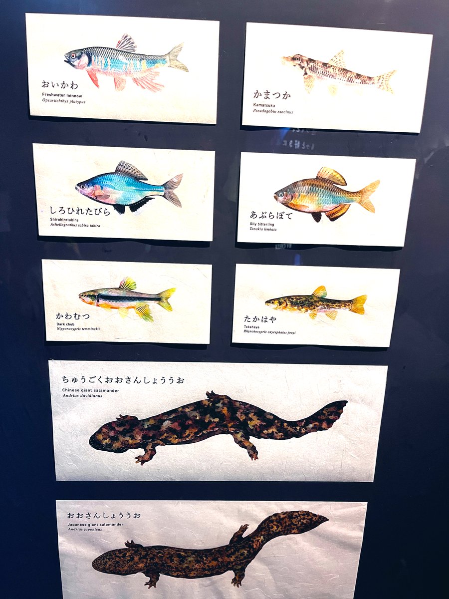 apesh0102's tweet image. 京都水族館のパネルのイラストがめちゃ綺麗。これをポストカードにして売って欲しい…。