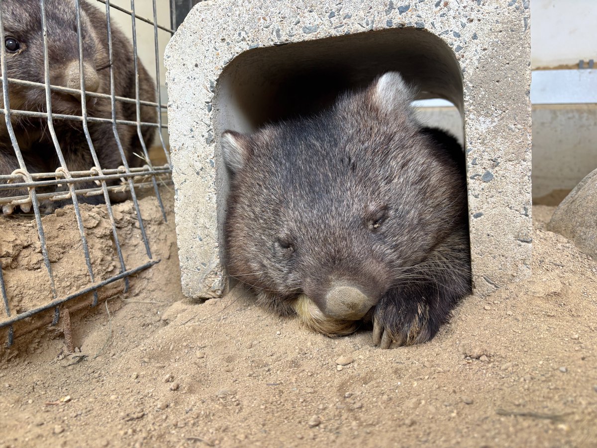 satsukiyama_zoo's tweet image. U字溝の中でユキがスヤスヤ😴
ひんやりしていて気持ち良いようです❄️
#五月山動物園
#ウォンバット
#wombat
#ユキ
#ひんやりスポット
#ワインさんも見ています