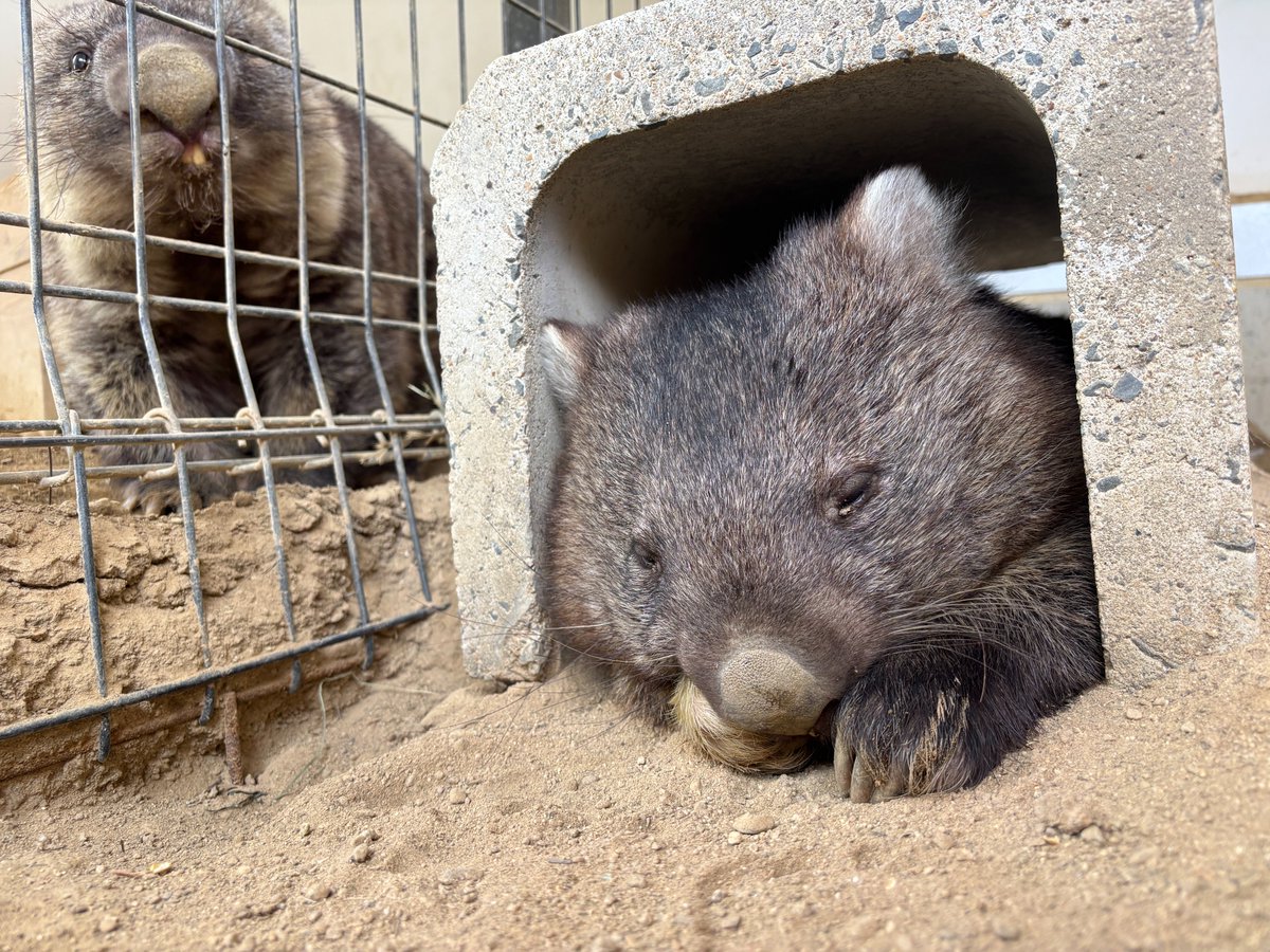 satsukiyama_zoo's tweet image. U字溝の中でユキがスヤスヤ😴
ひんやりしていて気持ち良いようです❄️
#五月山動物園
#ウォンバット
#wombat
#ユキ
#ひんやりスポット
#ワインさんも見ています