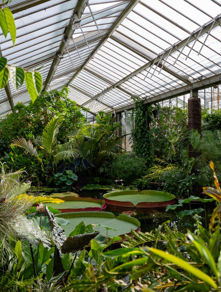 ConfidentialUn's tweet image. Kew Gardens, London
A botanical garden in southwest London that houses the largest and most diverse botanical and mycological collections in the world
London's largest UNESCO World Heritage site
#Europe #travel