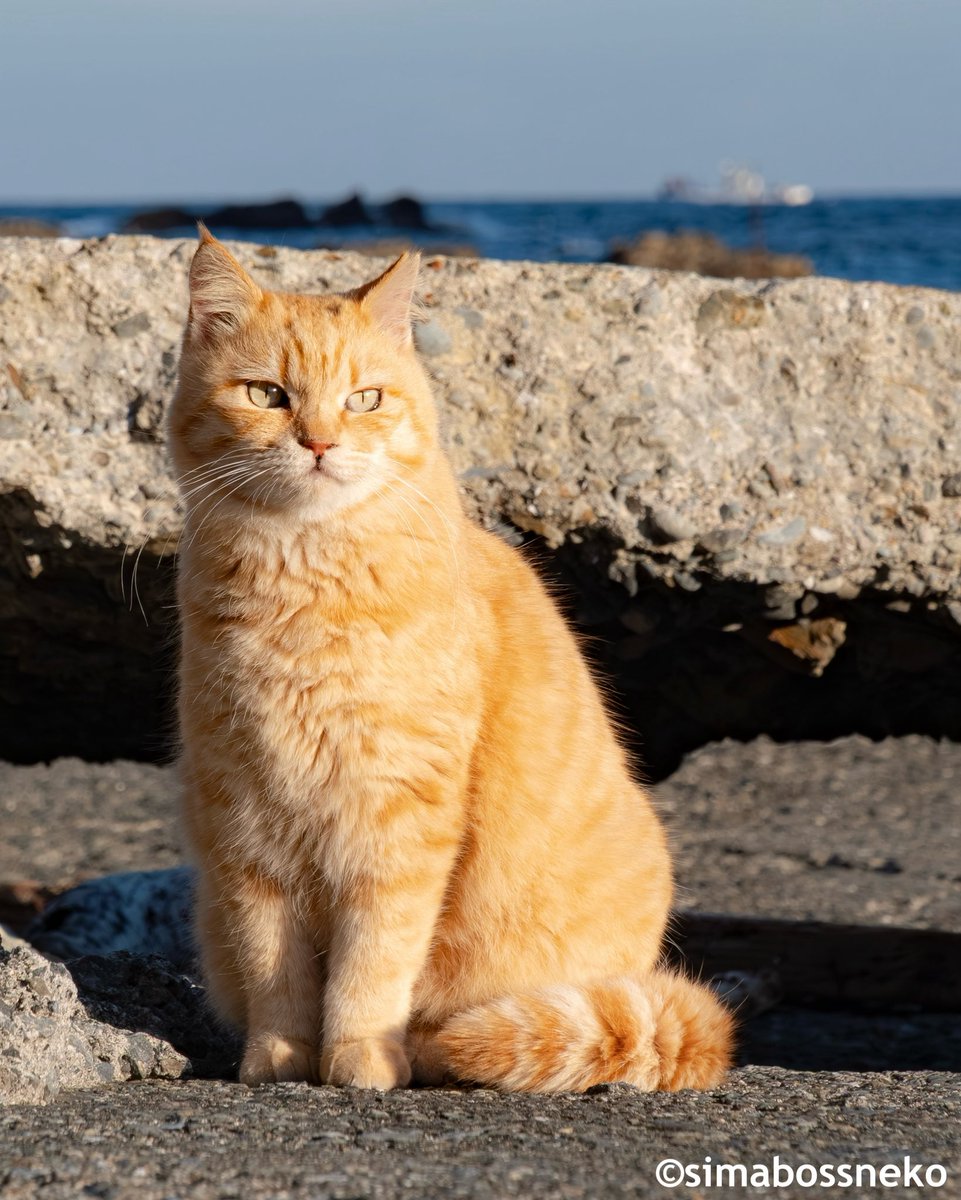 simabossneko's tweet image. キリッと✨
So handsome cat💓

#猫 #cat #思い出