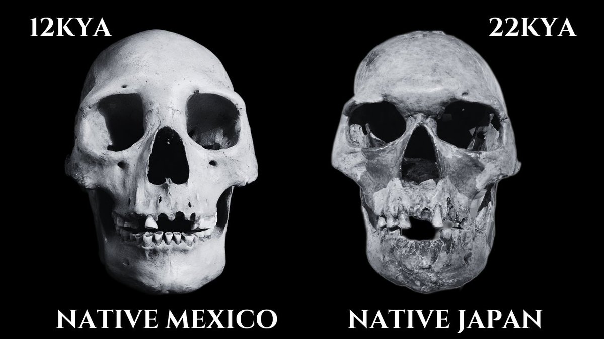 highlycited's tweet image. Described by early anthropologists as &quot;Melanesian type skulls&quot;