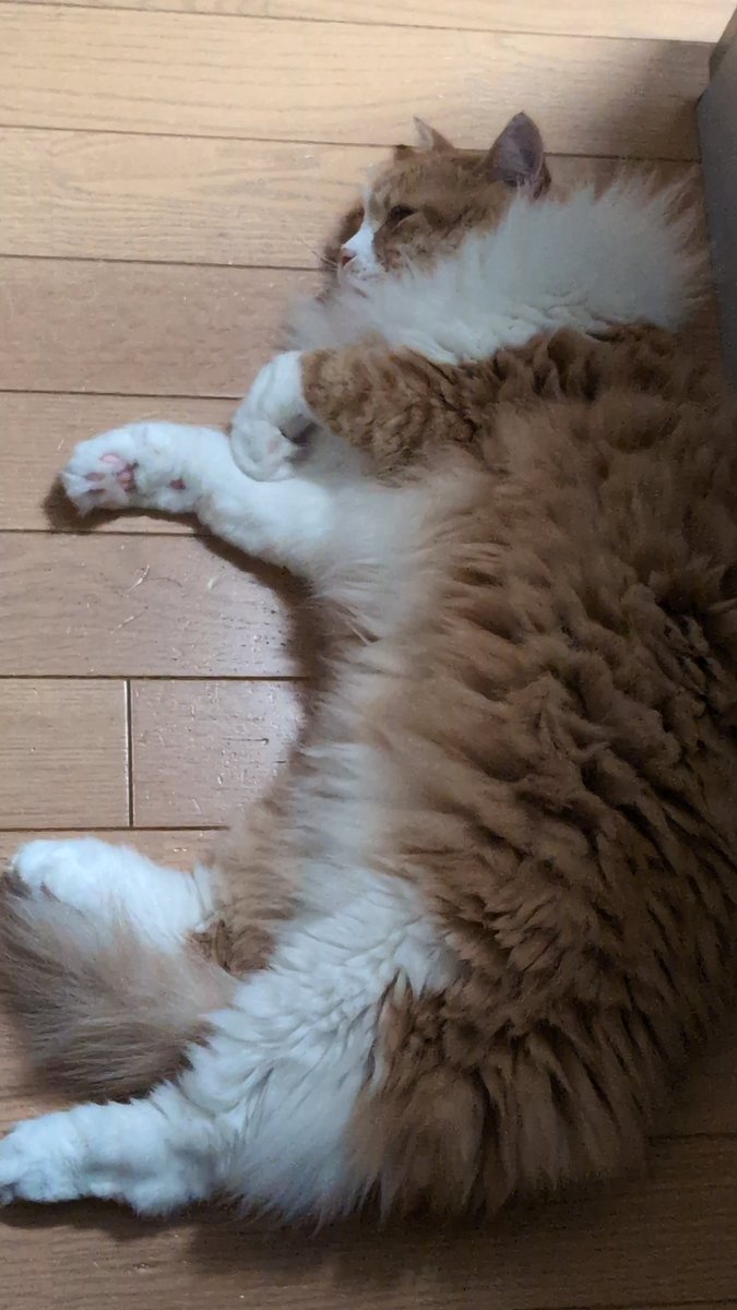 nekotate222's tweet image. 映画見に行ってきますよ🐈🐈‍⬛
