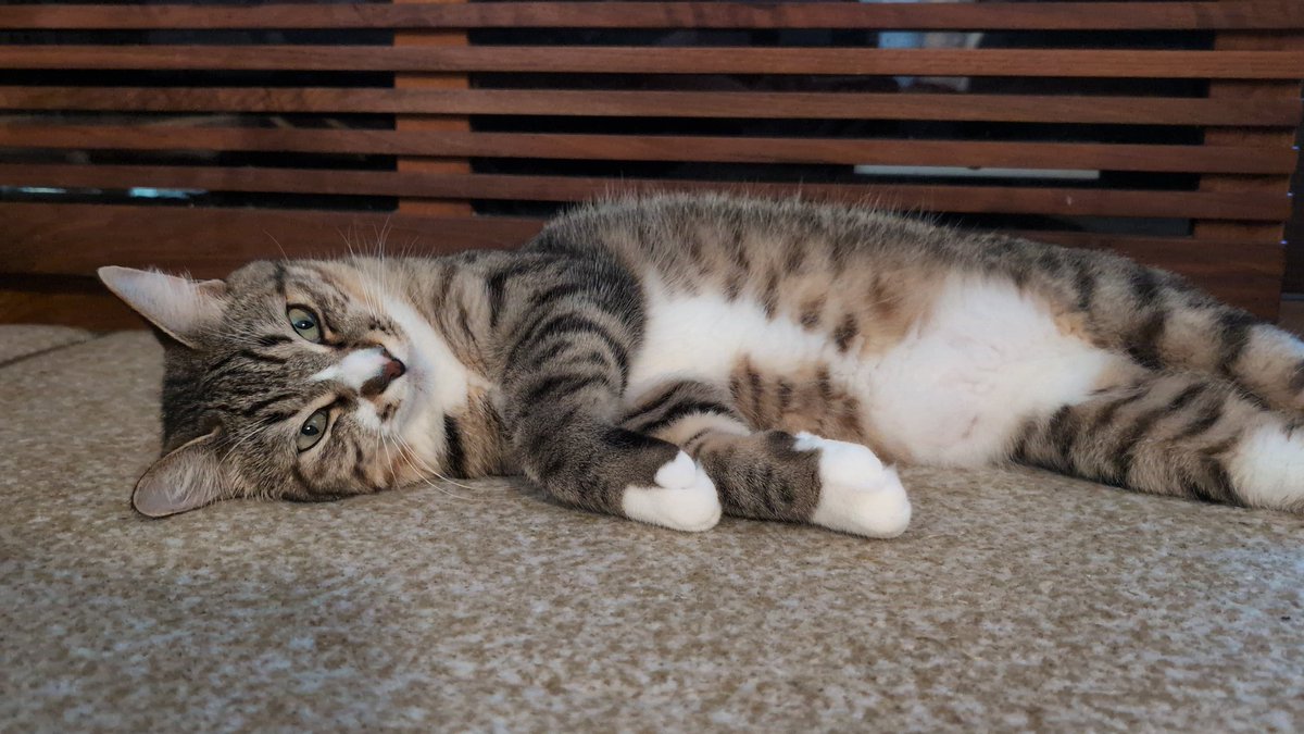 nekotate222's tweet image. 映画見に行ってきますよ🐈🐈‍⬛