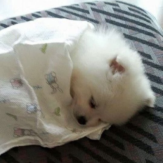 puppyhueka's tweet image. 
