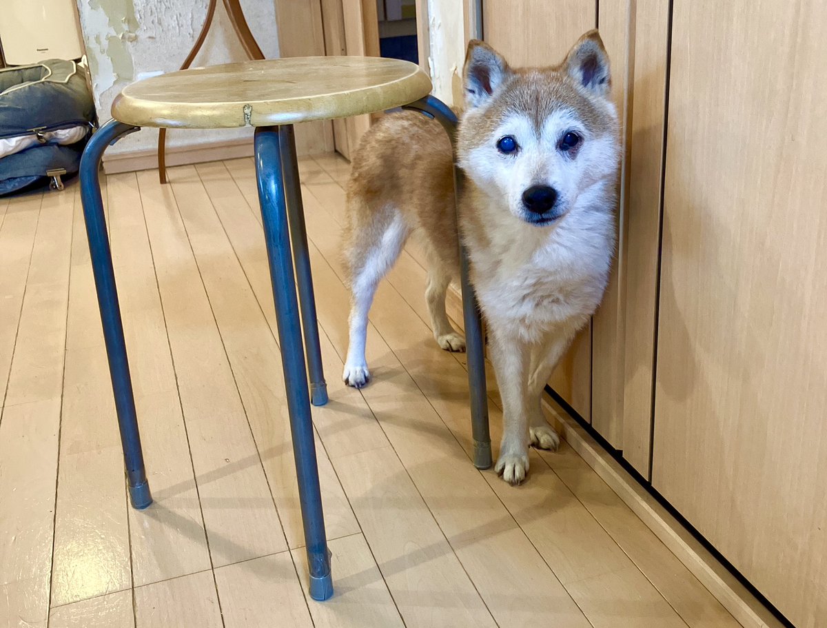 最近は隙間に入るのにハマってる犬🐕

#柴犬くるみさん