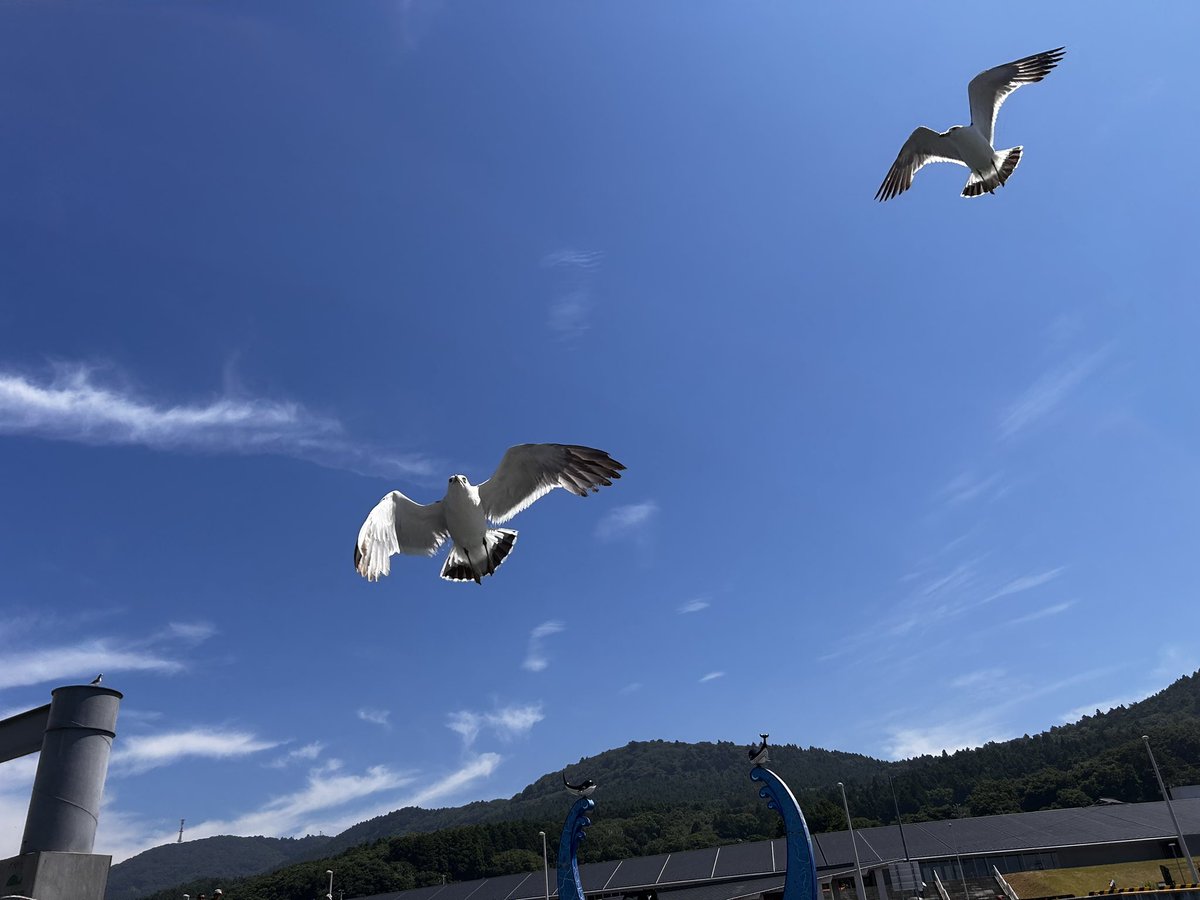 sasakiakisuke's tweet image. いい天気だ〜