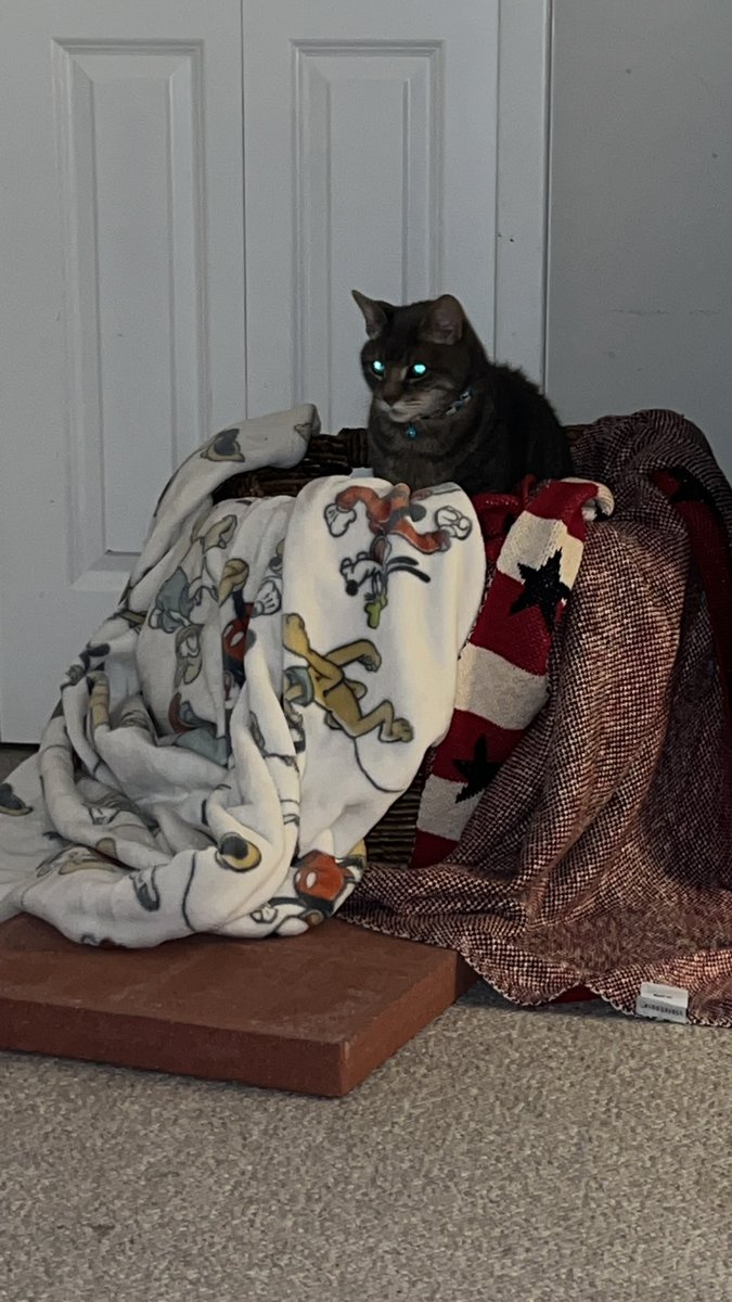 DiabolicTutor01's tweet image. Soo we got a stone for the cats…
This is what they think of it… thanks #TikTok