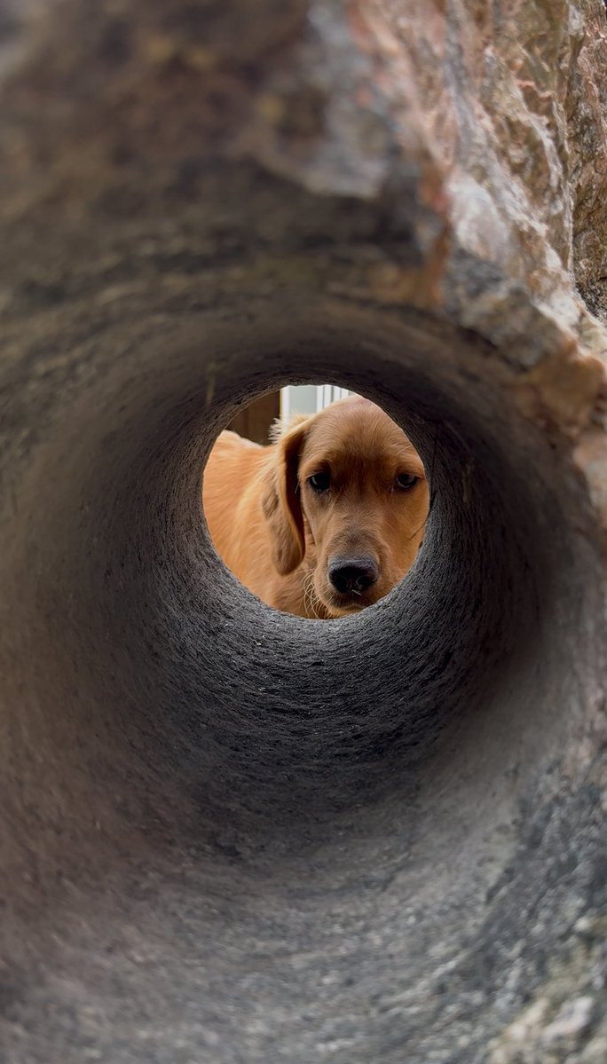 TheOSUBuckeye09's tweet image. Peekaboo! I see you!!! #goldenretriever #peekaboo #fun