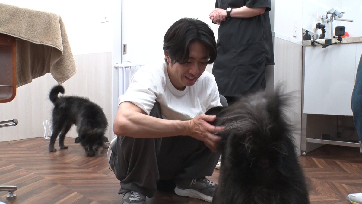 minnano_zoo_ntv's tweet image. ミキティこと #藤本美貴 さんと
#相葉トリミング 💚
鹿児島県徳之島で保護され
はるばる東京までやってきた
兄弟のミックス犬🐶🐾
相葉くんは約8年間の経験を活かして
大の犬好きミキティとともに
兄弟犬をキレイにします✨️
このあとよる7時から
#嗚呼みんなの動物園 放送です!
#相葉雅紀