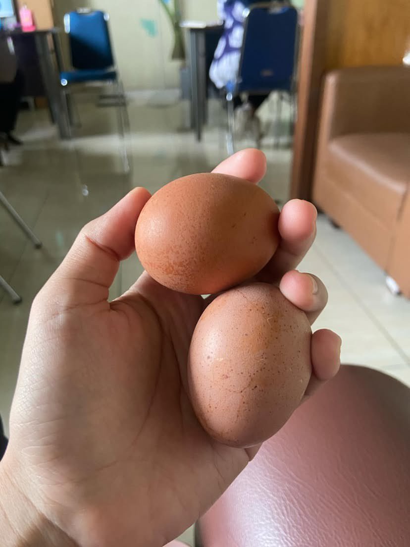 ulfanrlaili's tweet photo. Krn jualan telur omega, pas hamil kemaren setiap hari suami ngerebusin telur buat bekal, biasanya dibawain 2-3 butir, di rumah direbusin telur lagi🥲 Kl bosen biasanya suami bikin telur dadar yg isinya 3-4 butir 🤣 Alhamdulillah, protein yg mudah diolah tapi gizinya banyak🥰 https://t.co/y5qoBh977J
