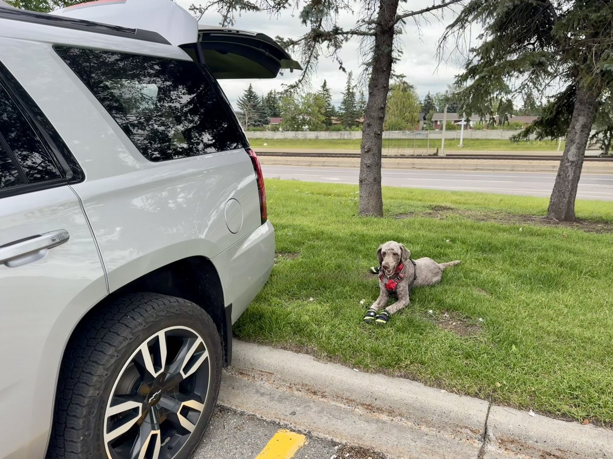 Ryan_the_Spoo's tweet image. Always love our own little tailgate party together. Papi went shopping for a tool chest but he doesn’t know what he wants. Soooo, we just sat and ate treats! #spoo #spooinboots