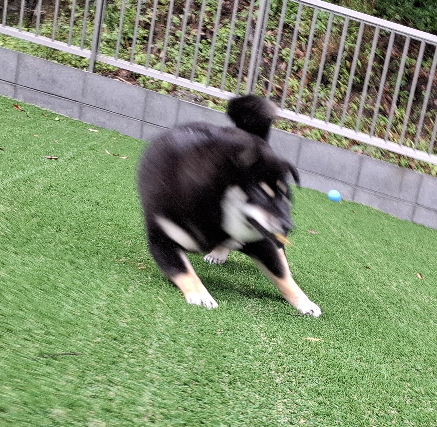 黒柴あおい🐾 on X: 