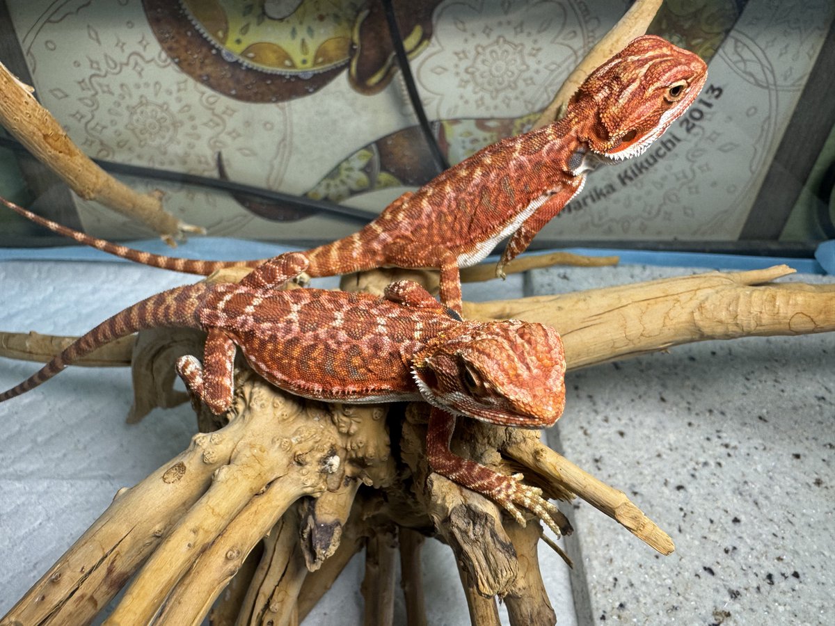 フトアゴヒゲトカゲ
レッド

18000円