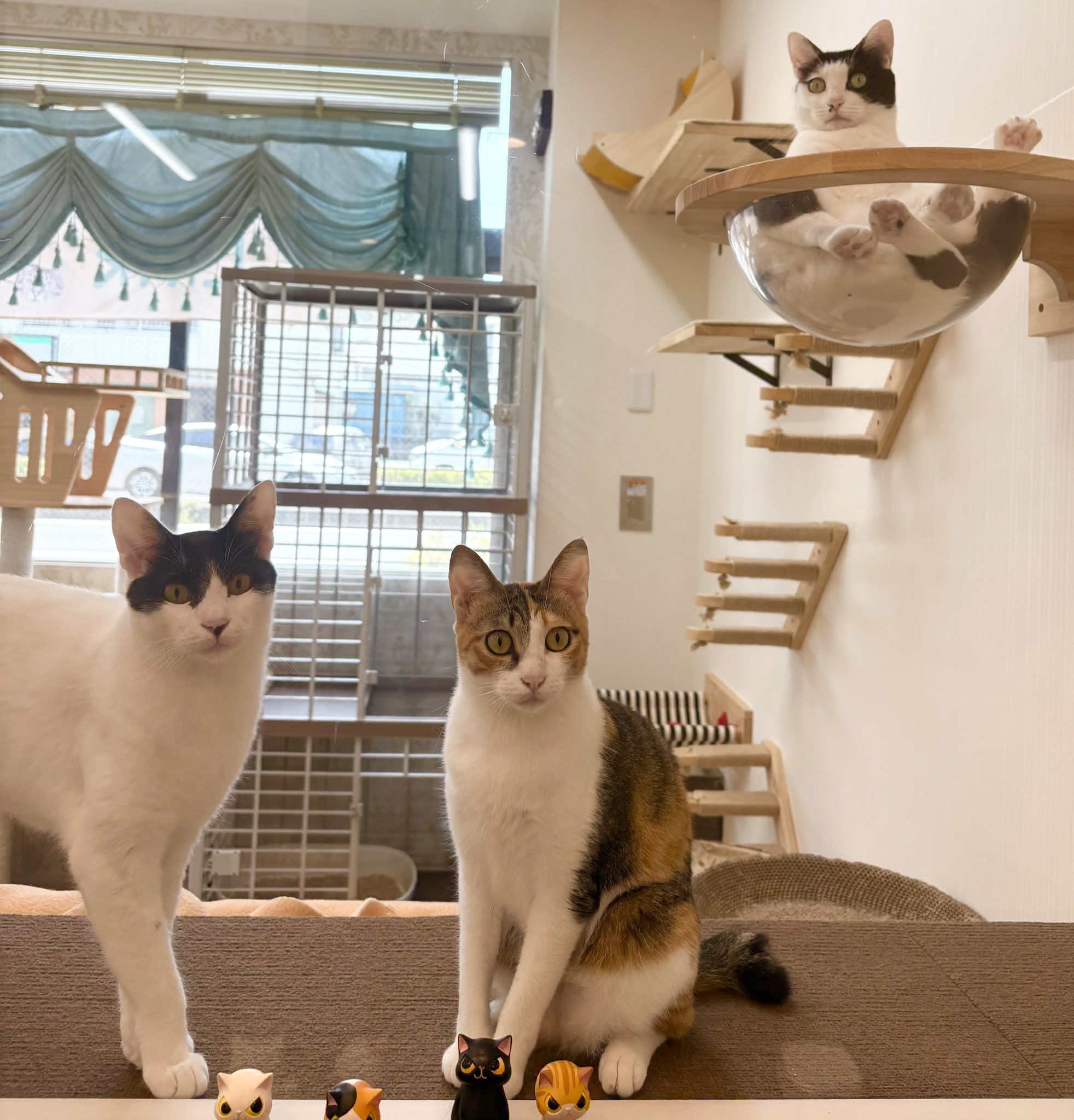 ★cat★保護猫活動支援様 M3334★ 注染浴衣 ★ 裄長ゆったり　吉原繋ぎ 保護猫カフェLink on X: 