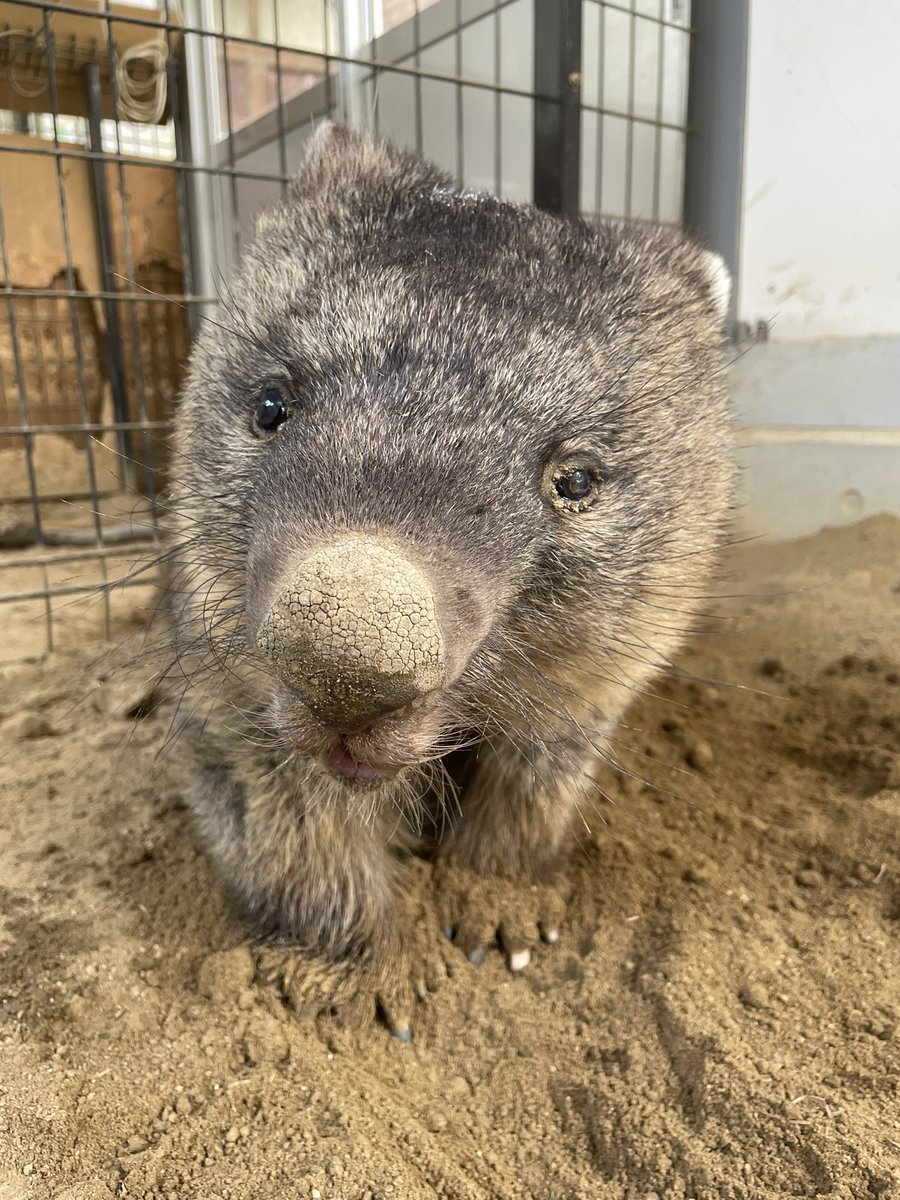 satsukiyama_zoo's tweet image. 最近のワインさん
暑くなって舎内で過ごすことが多いです😅