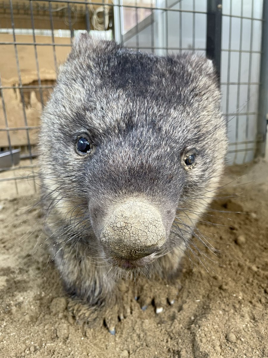satsukiyama_zoo's tweet image. 最近のワインさん
暑くなって舎内で過ごすことが多いです😅