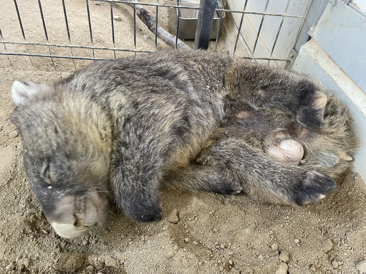 satsukiyama_zoo's tweet image. 最近のワインさん
暑くなって舎内で過ごすことが多いです😅