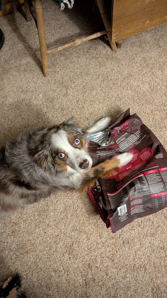 Kshallriseagain's tweet image. Lmao I love this dog