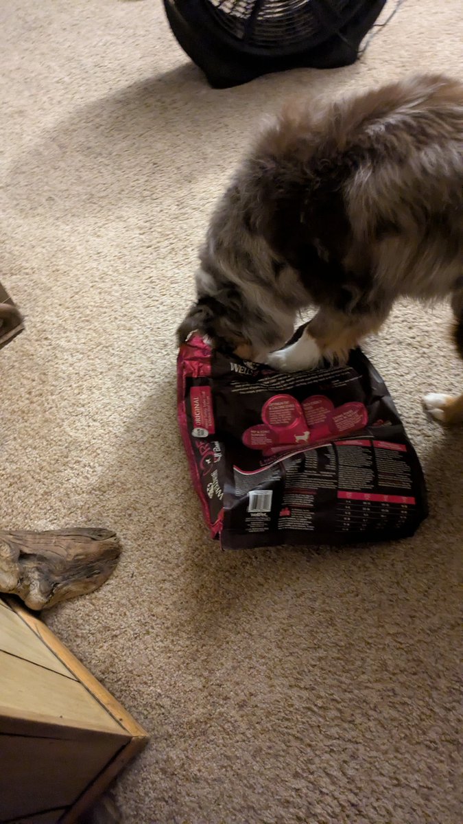Kshallriseagain's tweet image. Lmao I love this dog