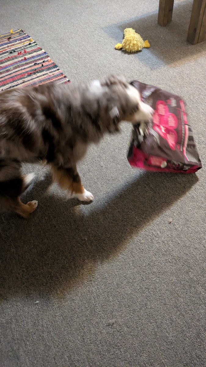 Kshallriseagain's tweet image. Lmao I love this dog