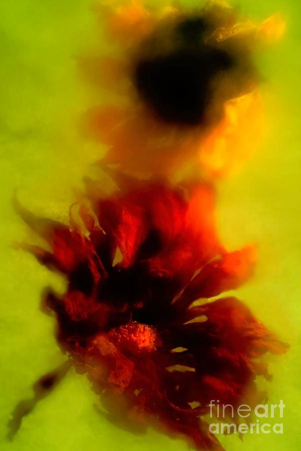 photographervin's tweet image. #SUNFLOWERS alexander-vinogradov.pixels.com/featured/a-cou…
#avinogradovflowers #photographyisart #nature #AlexanderVinogradov #photoghraphy #flowers #floralart #beautiful #happy #print #giftideas #buyintoart #ArtSale #wallart #YearforArt #ArtLover #BeautyinArt #FlowersOnX #garden #fineartphotography