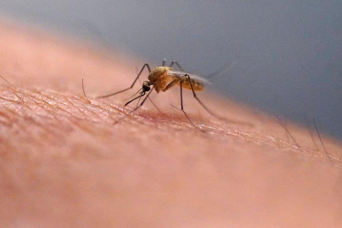 China grapples with outbreak of deadly mosquito-borne virus independent.co.uk/asia/china/chi…