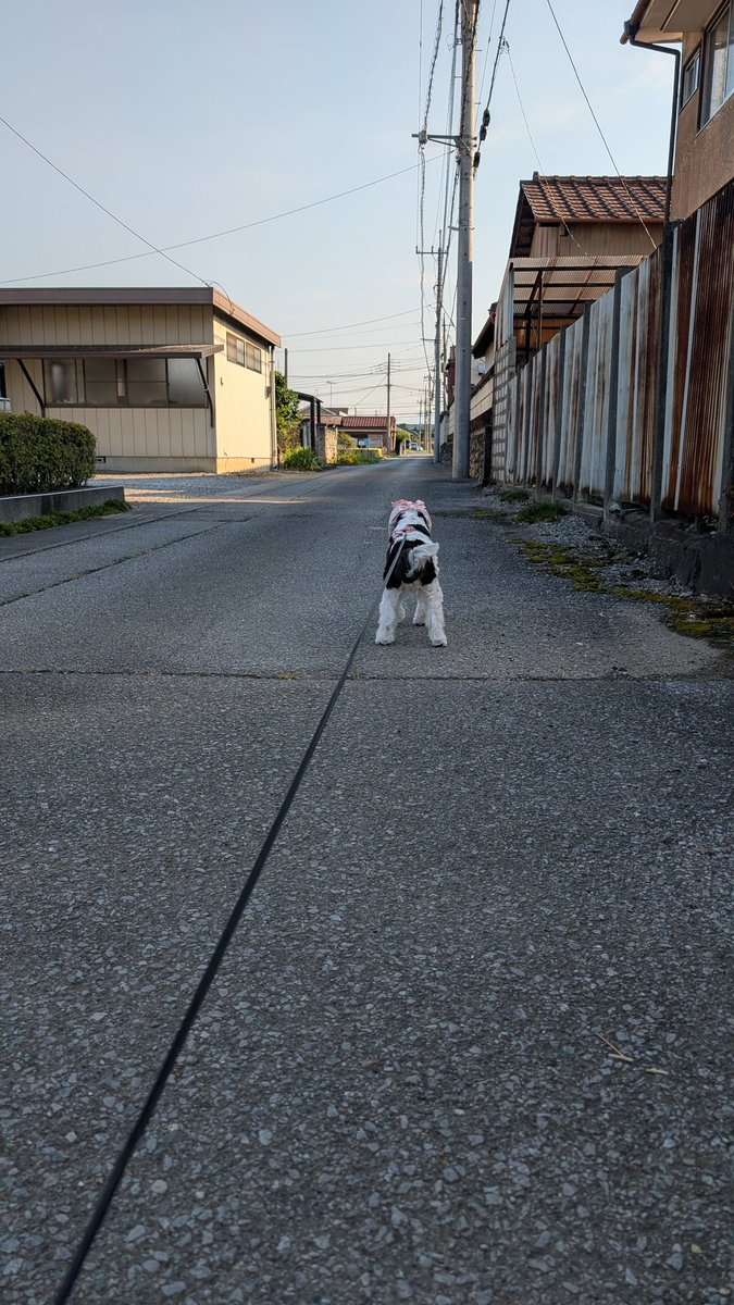 チョコミルクのあさんぽコースは、
ほぼ東南コース
🏡の裏通りから東へ歩き、すぐ南へ
なので、めちゃくちゃ暑い🥵🔥
しかし最近、西北コースへ行きだして
何が良いって、この通りずっと日陰なの〜😆🙌🏻🥳
体感温度が全然違う💕🎶