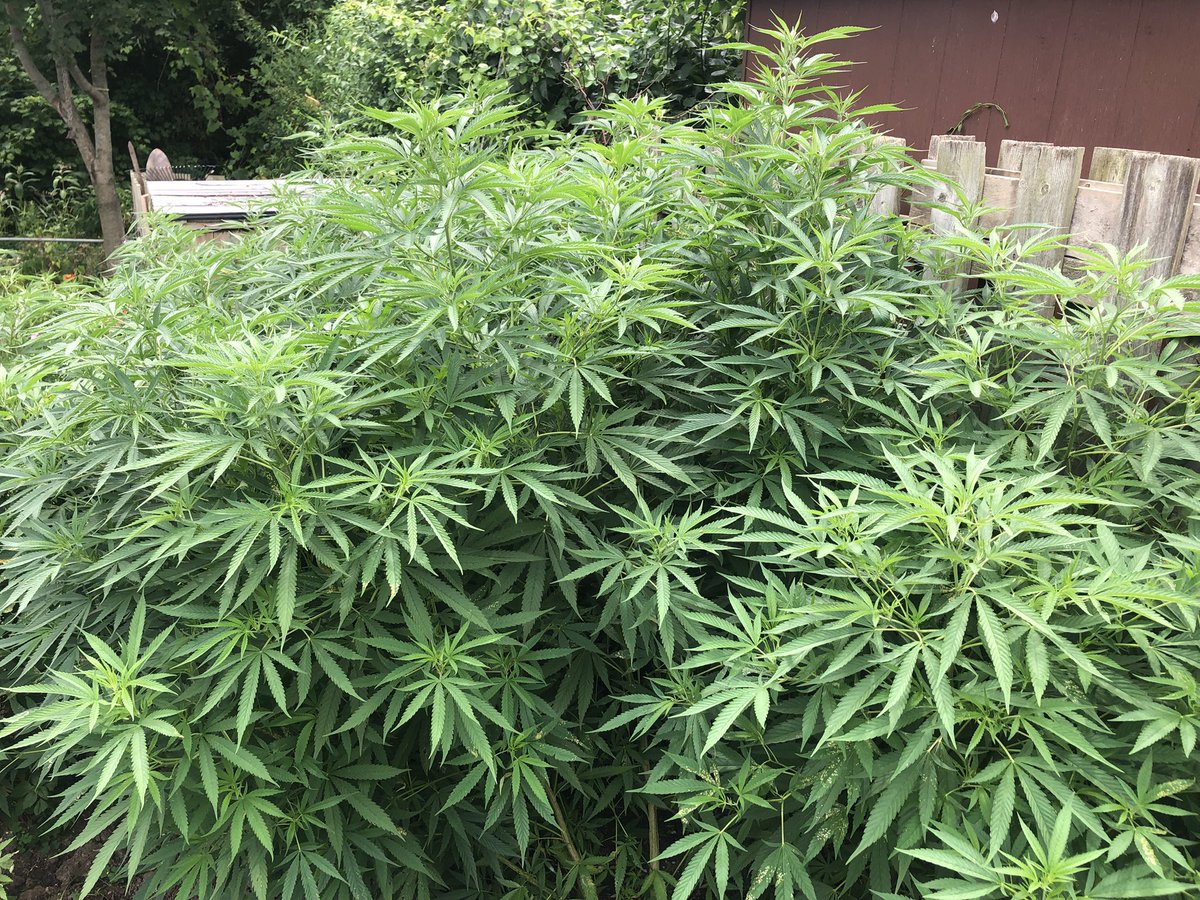 They’re getting taller.

The cannahedge is not keeping pace with this patch.