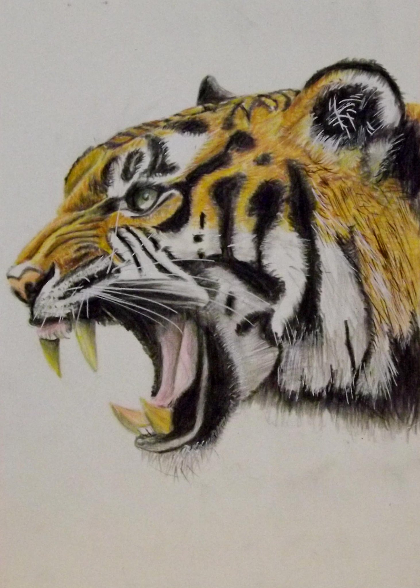 色鉛筆画 A4キジトラ68 色鉛筆で描かれた「ねこ」に驚きの声が殺到！ 「今にも動き出し