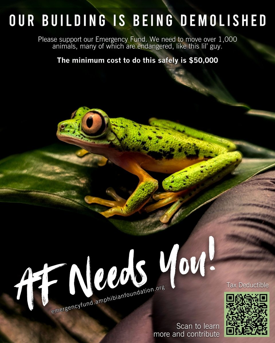 An Amphibian Emergency...

AF's building is being demolished, and we need the help of our amphibian-loving community to continue vital conservation work.

Learn more and contribute here: emergencyfund.amphibianfoundation.org