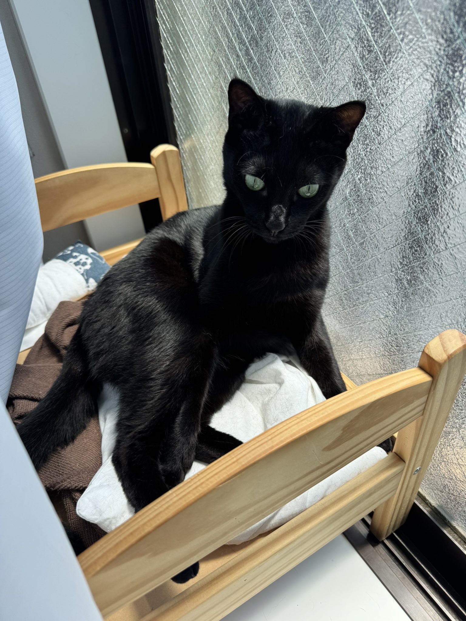 はるねこです。 ゆっくりSCP解説】暗闇には「ねこ」が居ます【SCP-040-JP:ねこ