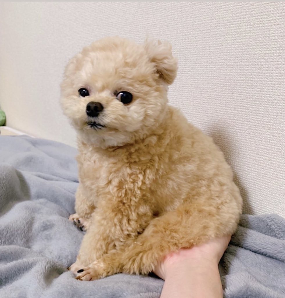 Fuwanopapa's tweet image. 寝てる時手に温もりを感じる時がある🧸

#ポメプー