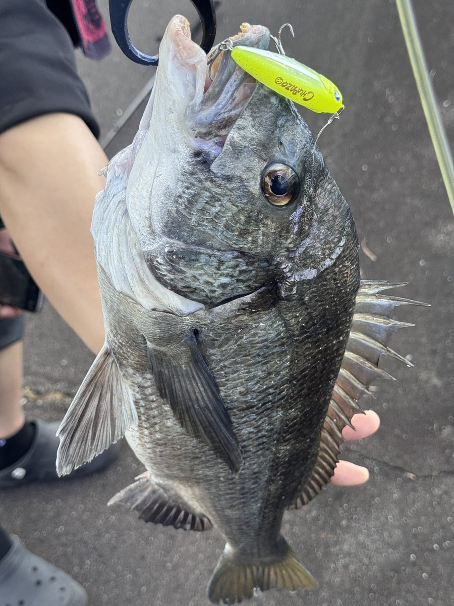 ホーム河川毎年チヌトップ試してたけど
ほとんど出なかったのに
ガチポップ、チュパゾーなら出るんだよなぁ😳
食性が変わってきたのか
ルアーが良いのか⁉️

ルアーが良いということで🥳

＃BlueBlue
＃チュパゾー