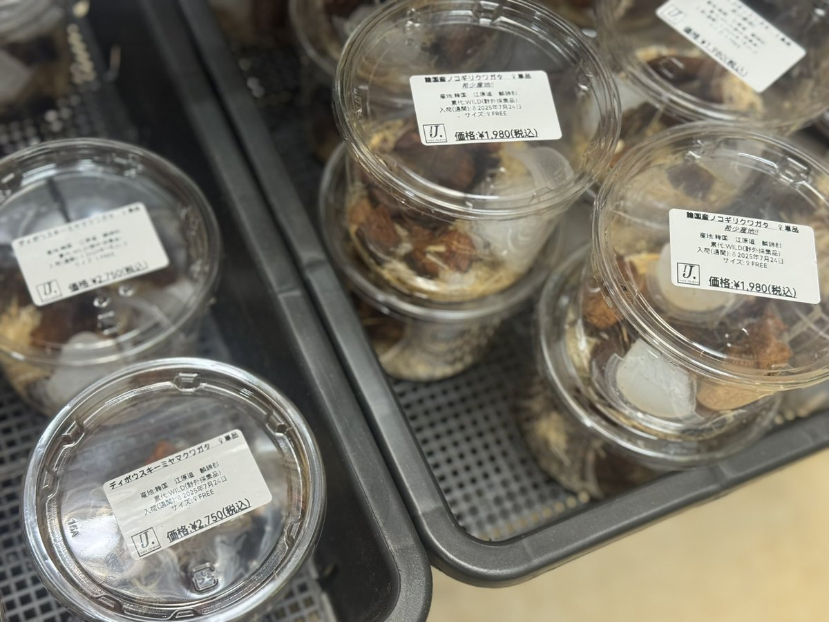 本日12:00〜19:00にてオープンしております⭐️

先日お知らせいたしました韓国野外品生体は本日より陳列しております。

⬇️下記入荷種です⬇️
・ディボウスキーミヤマクワガタ
・韓国産ノコギリクワガタ
・韓国産コクワガタ
・アカアシクワガタ(chenpengi)
・ファソルトヒラタクワガタ