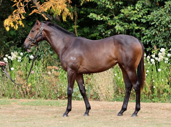 NewgateFarm's tweet image. Another STAKES PLACING for the BRUTAL⚡️ filly BRUTIFUL LASS 🧒
The @lisalattaracing trained galloper finished 🥉 in the listed Ryder Stakes 👏
Congratulations to all connections in the @KarakaChat @ArdsleyStud graduate‼️
#TheBeast #ItsPossible