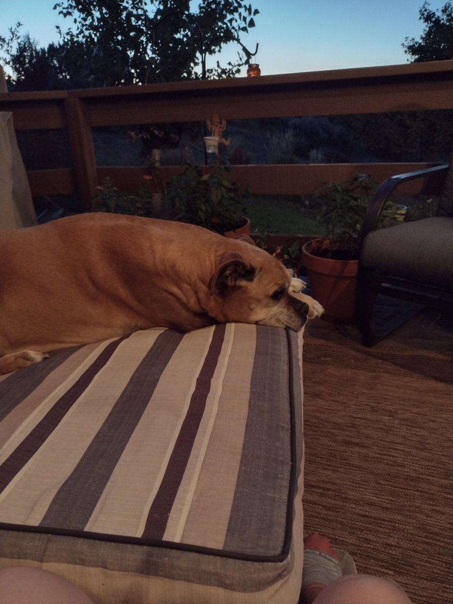ShelleyH70's tweet image. Goodnight, God bless.