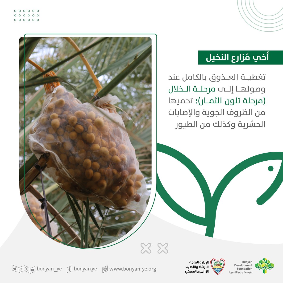 أخي مُزارع النخيل

تغطية العذوق بالكامل عند وصولها إلى مرحلة الخلال (مرحلة تلون الثمار)؛ تحميها من الظروف الجوية والإصابات الحشرية وكذلك من الطيور.

#رسائل_إرشادية
#مؤسسة_بنيان_التنموية #اليمن