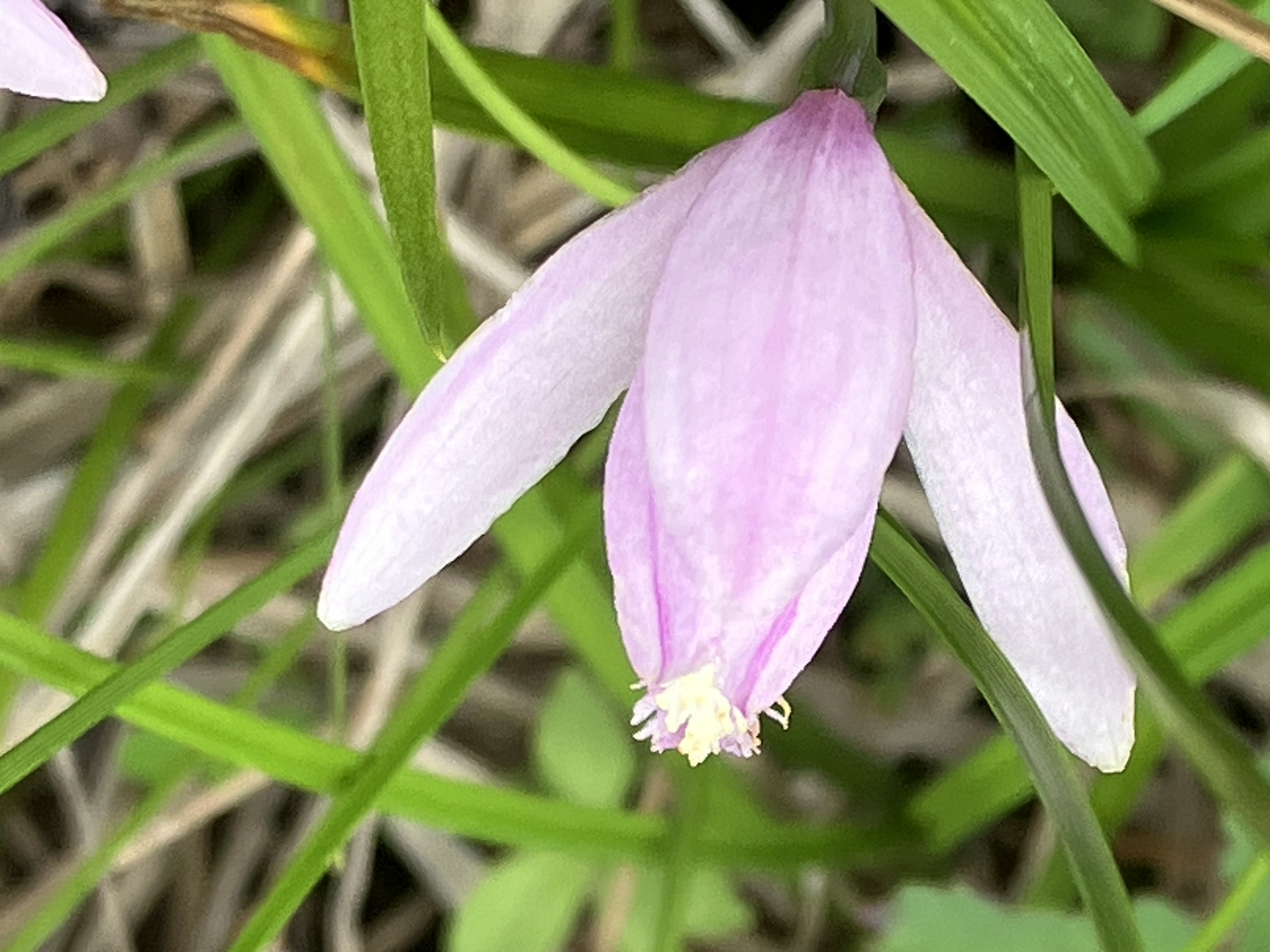 きぬちゃん🌸💙⛰️ on X: 