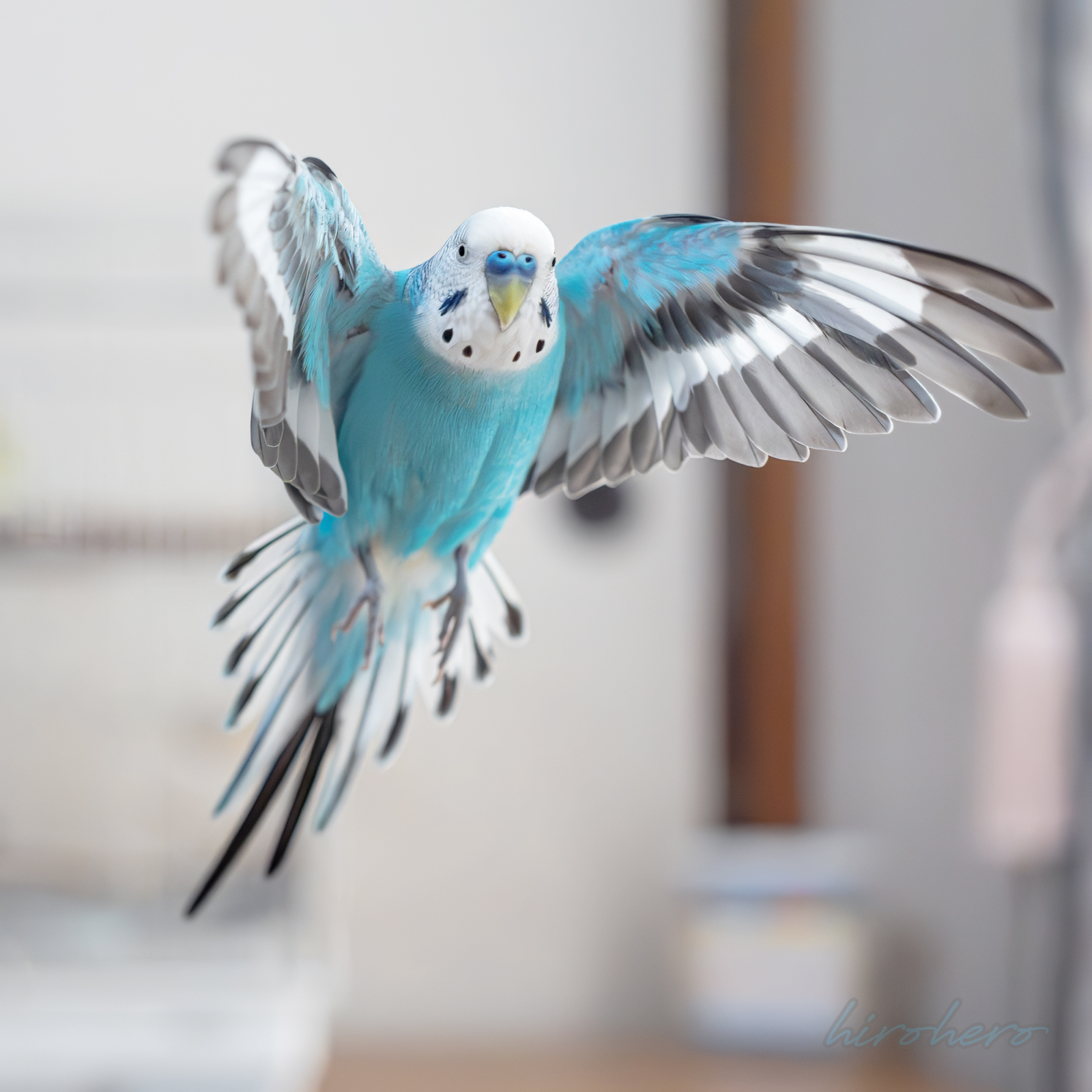 hiro　　アネモネ、信長、インコ hirohero on X: 