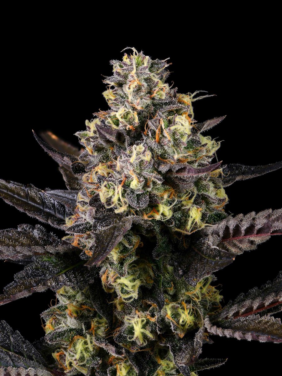 cookiesglobal's tweet image. Small-batch { Pruno } just dropped in Cali 💨💨💨 @cookiesonelog grown premium flower on the menu: cookies.co/stores