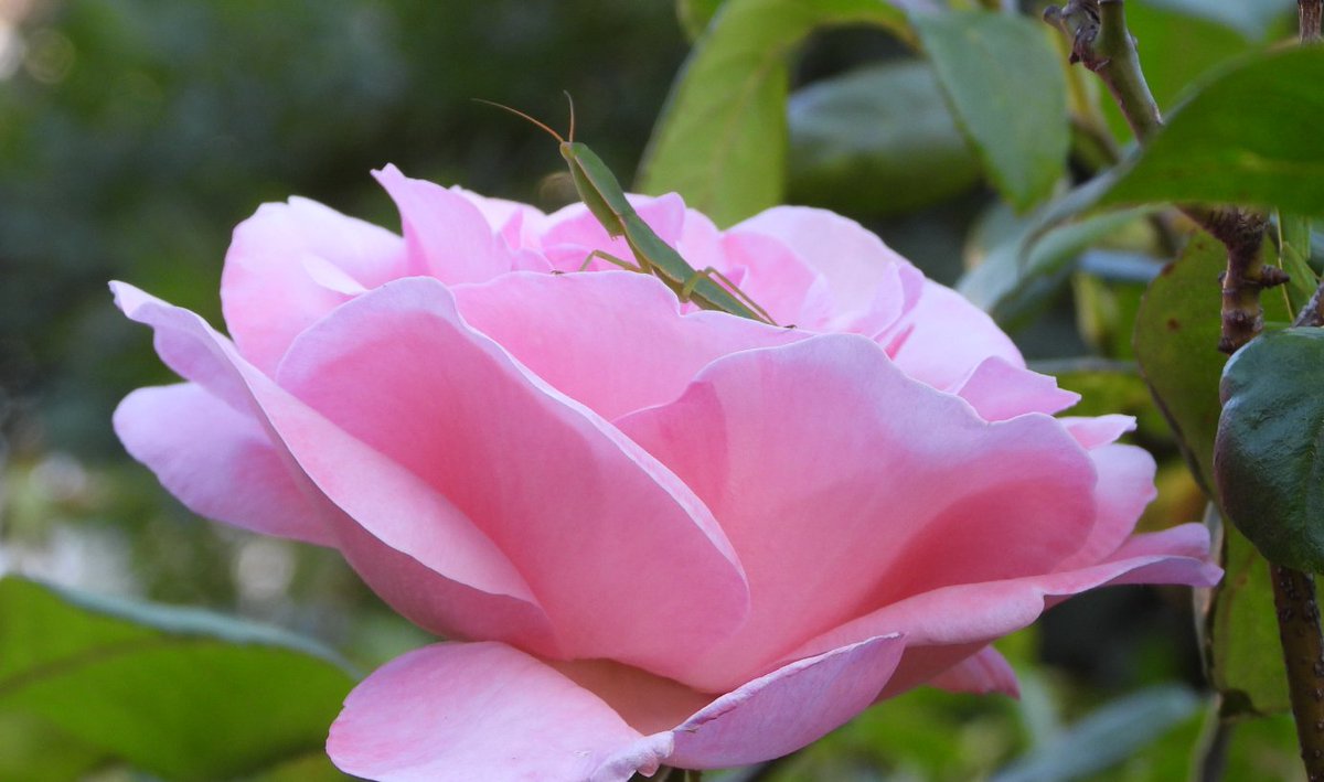 Preying Mantus hiding in the rose