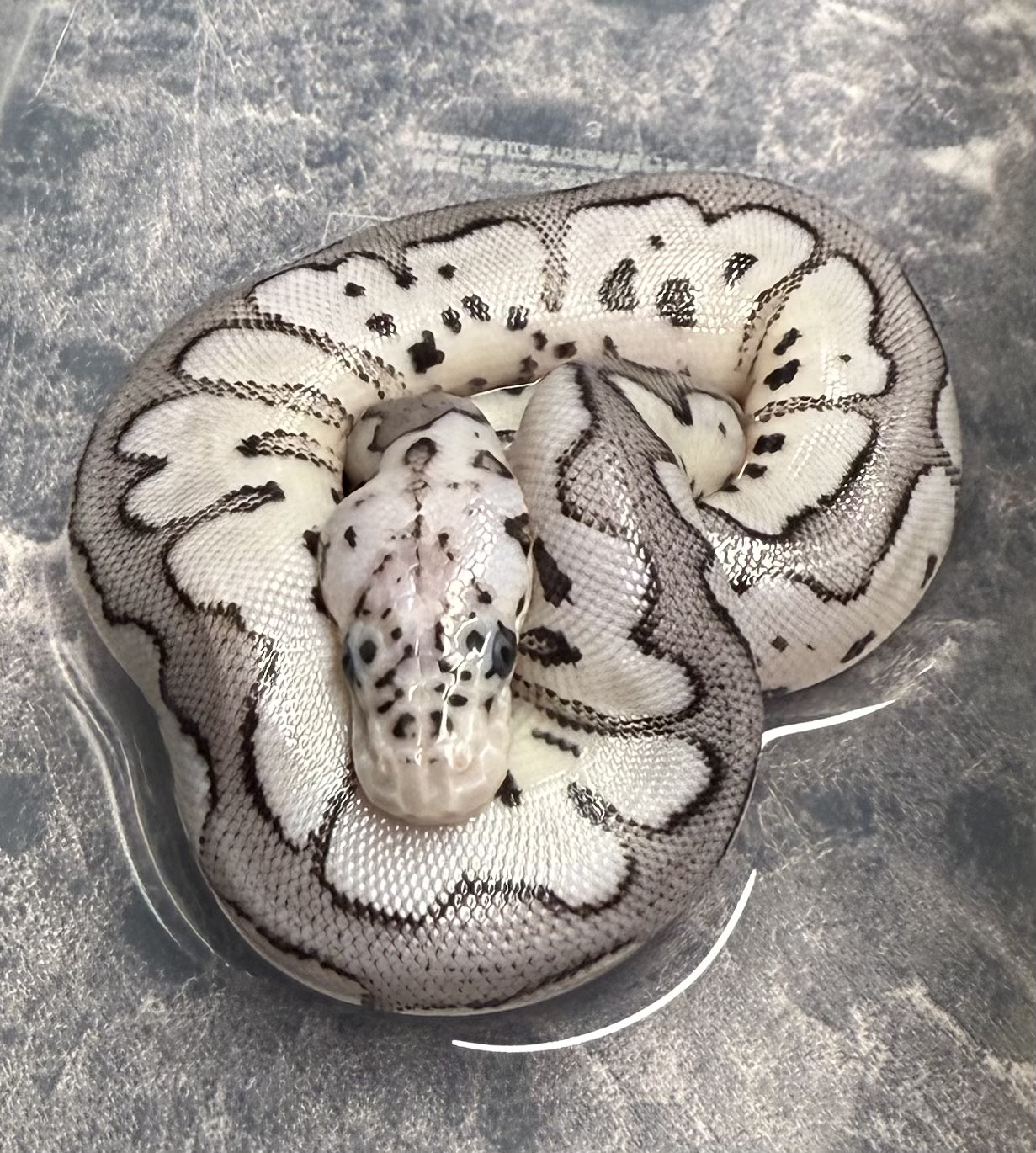 洋書　The Complete Ball Python ボールパイソン Amazon.co.jp: ボールパイソン完全飼育：飼育、繁殖、さまざまな