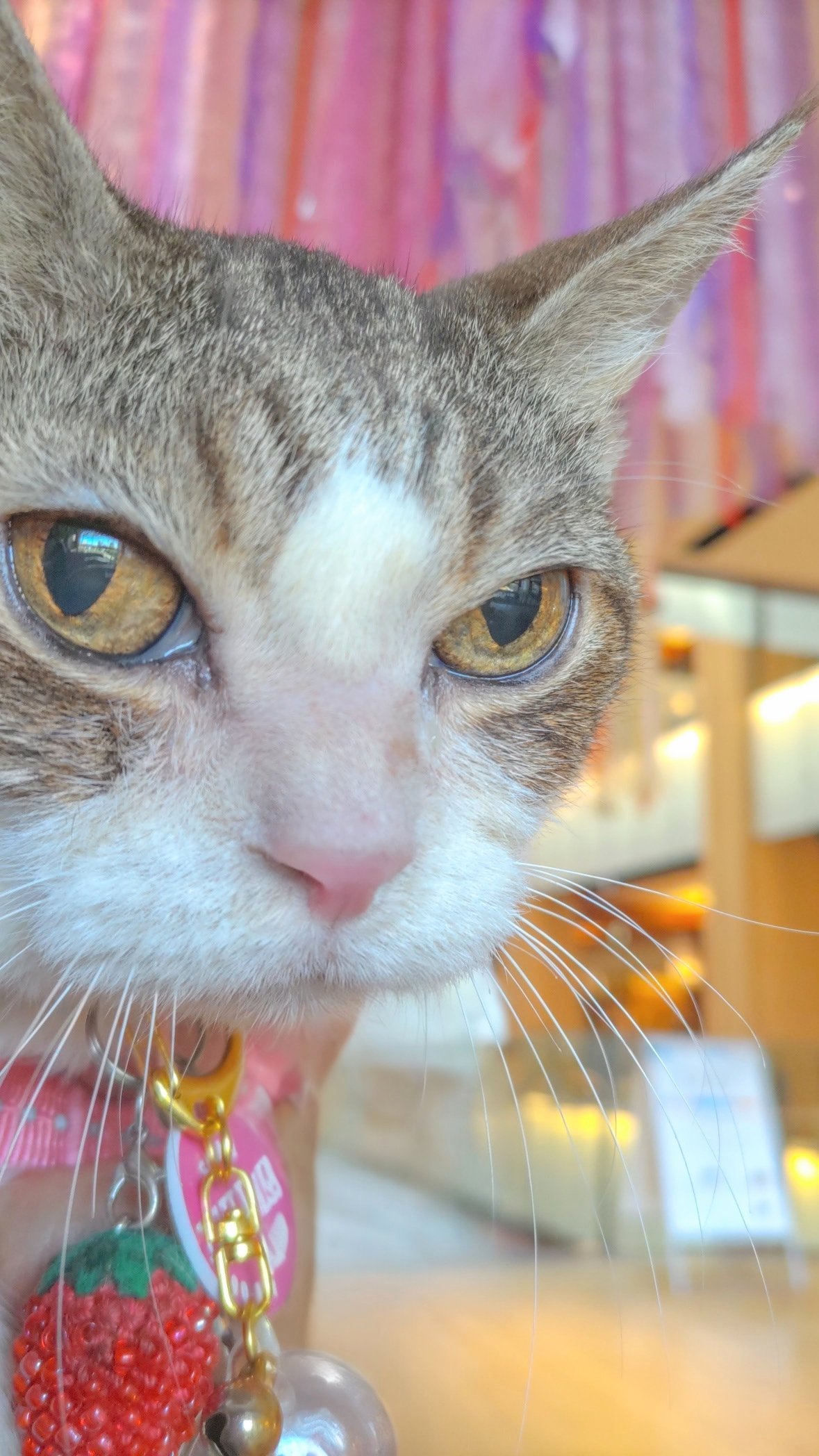 猫まんま 楽天市場】Wクーポン付き マンハッタナーズ がま口 小銭入れ S